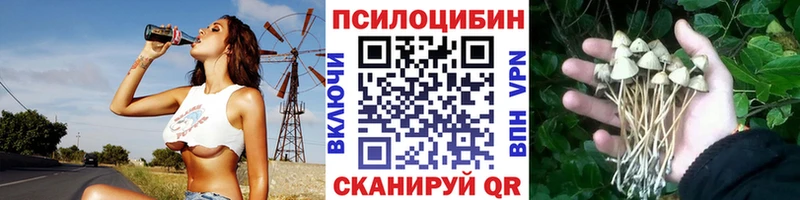 где купить наркоту  Щёлкино  Псилоцибиновые грибы Cubensis 